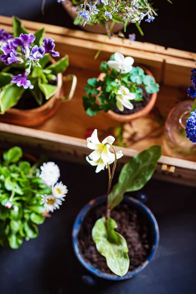 Flores Primavera Nos Vasos — Fotografia de Stock