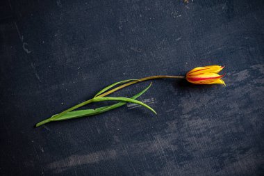 Siyah arkaplanda laleler