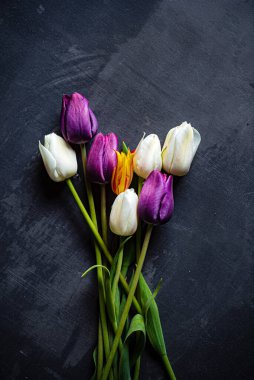 Siyah arkaplanda laleler