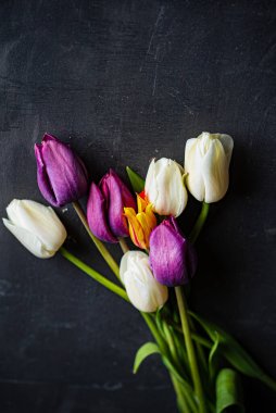 Siyah arka planda taze laleler