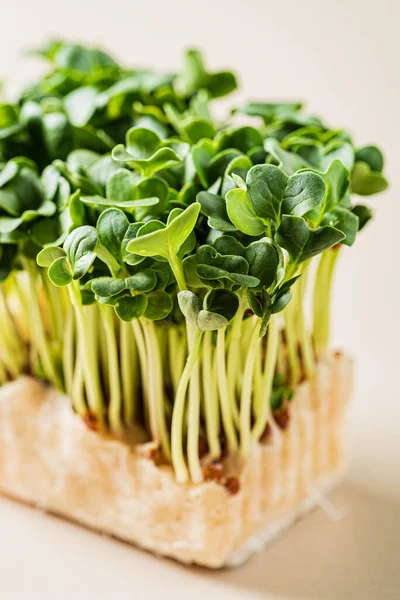 Microgreens Frescos Caja — Foto de Stock