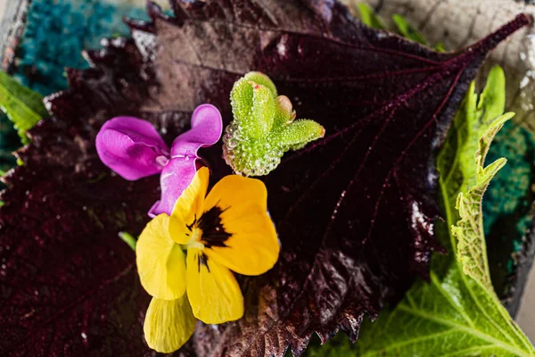 Microverdes Comestíveis Frescos Flores — Fotografia de Stock