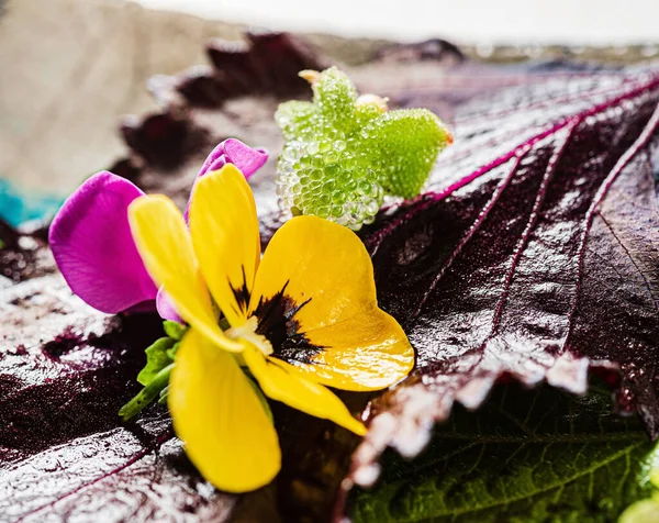 Microgreens Flores Comestibles Frescas — Foto de Stock