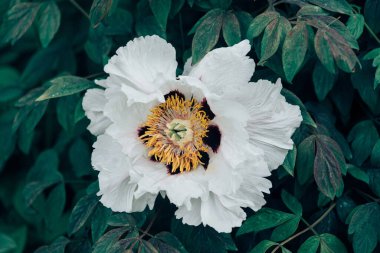 Bahçedeki güzel çiçekler.