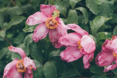 Bahçedeki güzel çiçekler.