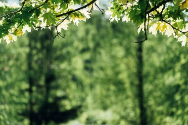 Akçaağaç yaprakları dalda