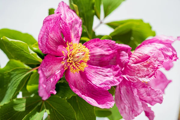 緑の葉を持つPaeonia Daurica — ストック写真