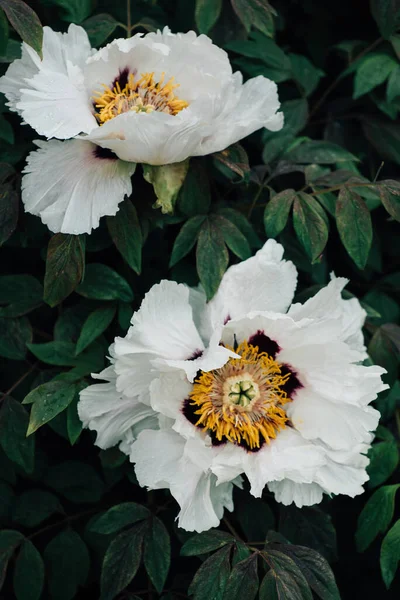 庭の素敵な花 — ストック写真