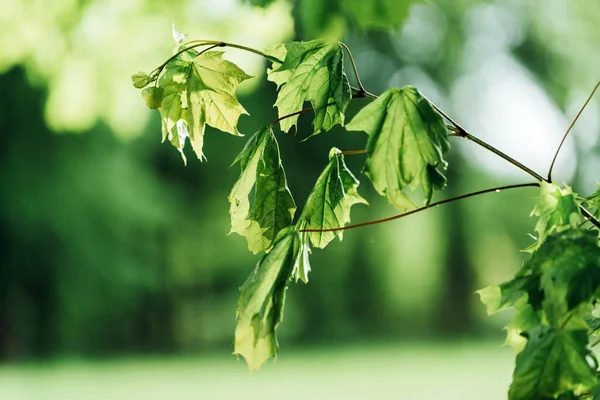 Maple Leaves Branch — Stock Photo, Image