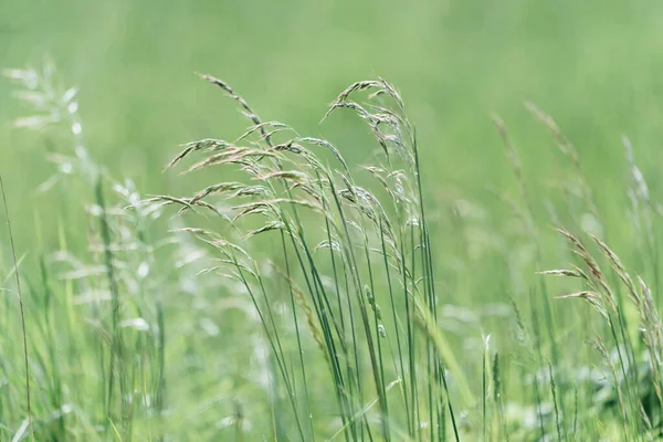 公園の緑の牧草地 — ストック写真