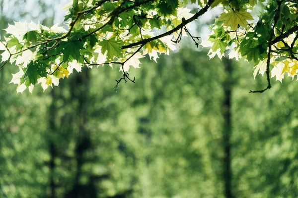 Feuilles Érable Sur Branche — Photo