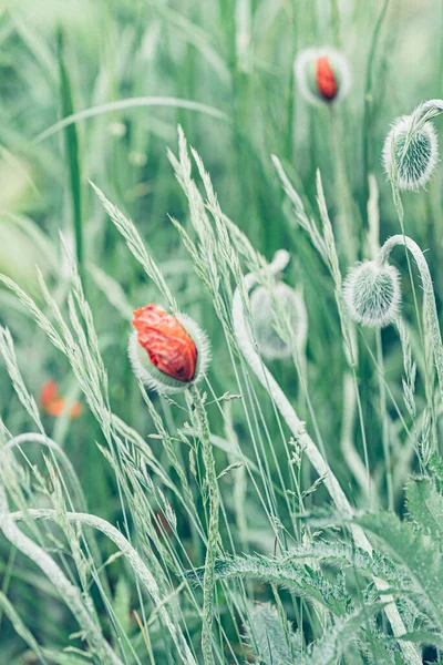 Orange Poppy Flower Garden — Stock Photo, Image