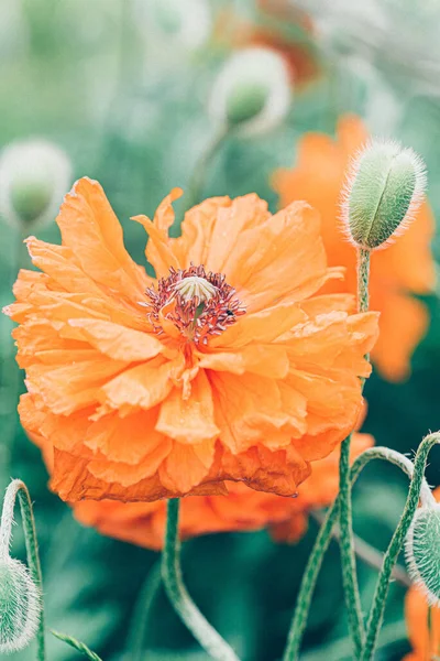 Orange Poppy Flower Garden — Stock Photo, Image