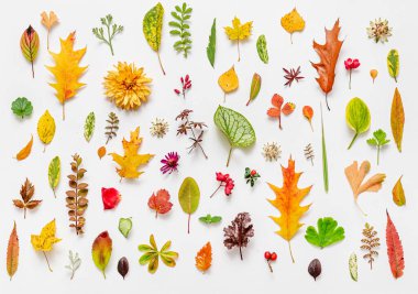 Whit 'te Sonbahar Yatağı