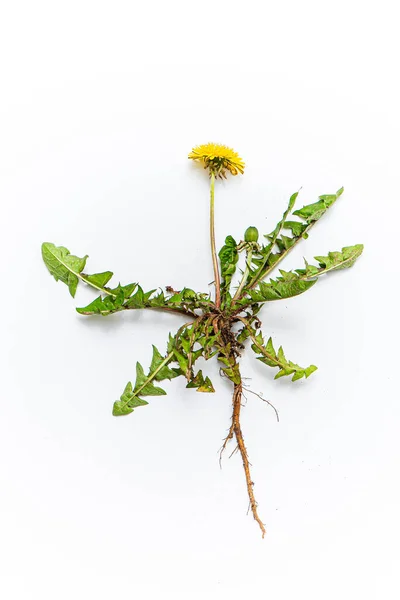 Diente León Sobre Fondo Blanco — Foto de Stock