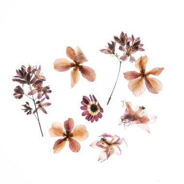 dry flowers on the white background clipart