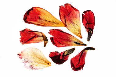 Beyaz arka plan üzerinde kurutulmuş Lale yaprakları