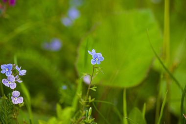 Güzel çiçekli yaz tarlası.