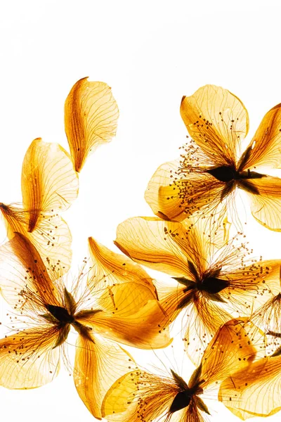 Сухие Цветы Белом Фоне — стоковое фото