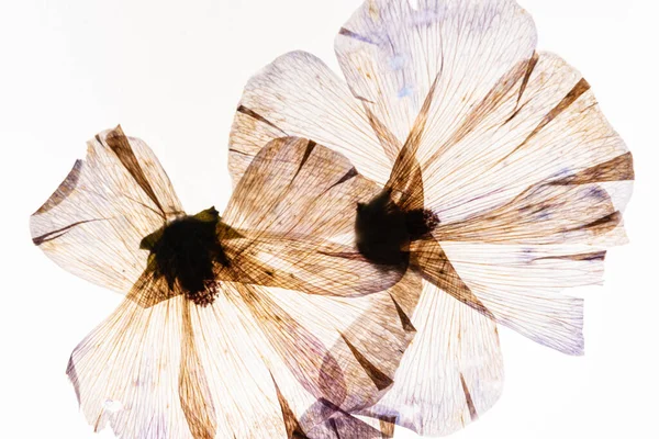 Dry Flowers White Background — Stock Photo, Image