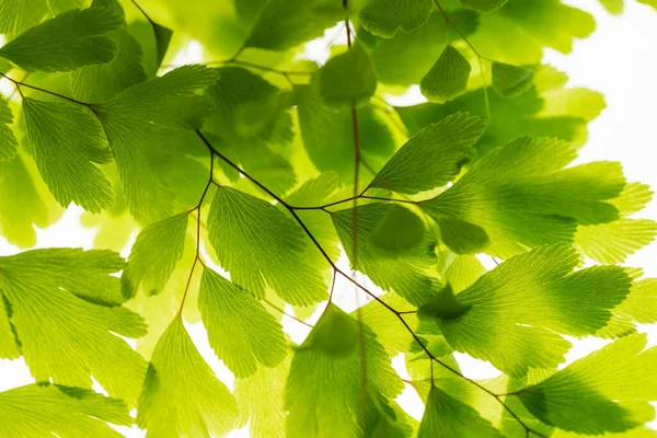 Green Leaves Branch Isolated White — Stock Photo, Image