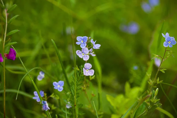 Campo Estivo Con Bei Fiori — Foto Stock