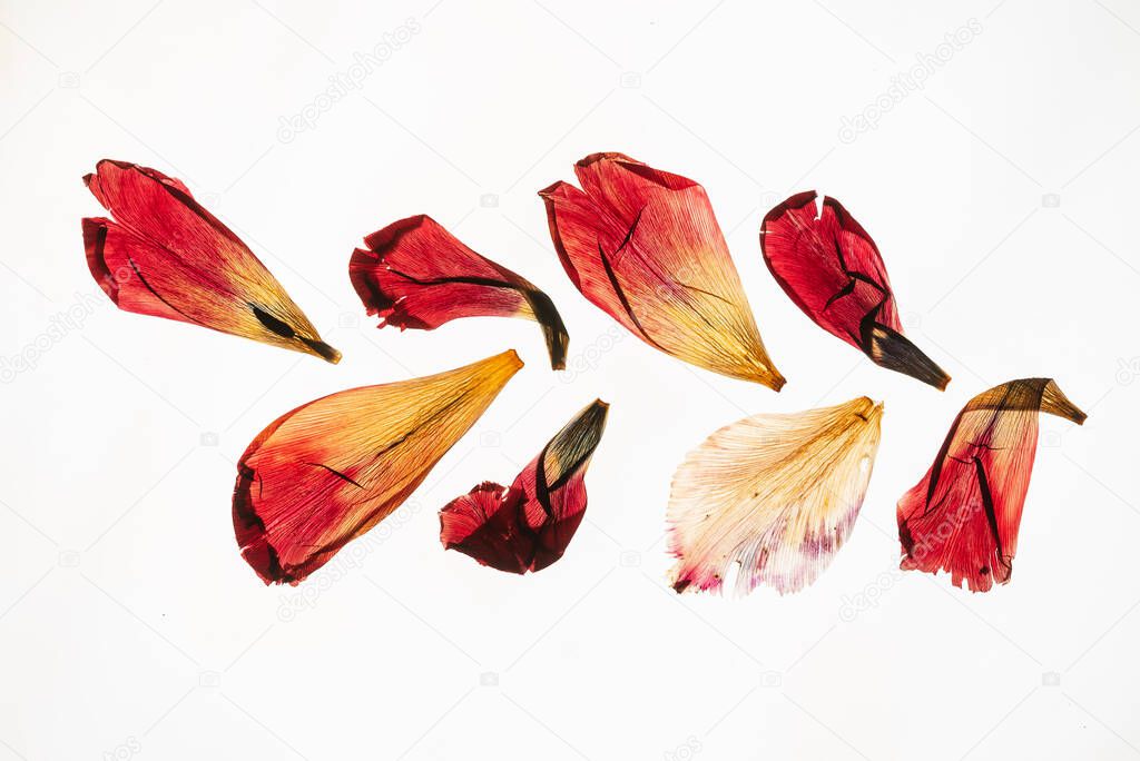 dried tulip petals on the white background