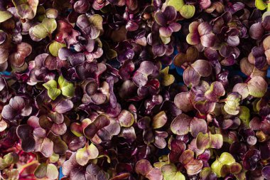 Kutudaki genç mor turp