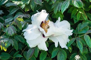 Bahçedeki güzel şakayık.
