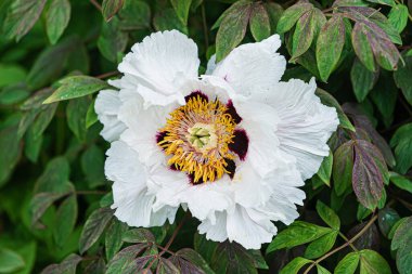 Bahçedeki güzel şakayık.