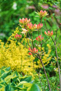 Mevsim bitkileriyle bahar bahçesi