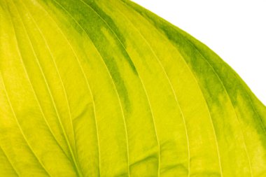 Teh beyaz üzerinde yeşil yaprak izole