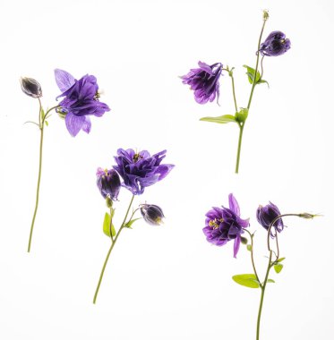 Beyaz arka planda aquilegia çiçekleri