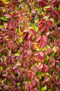 Bahçedeki yabani üzümler