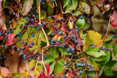 Bahçedeki yabani üzümler