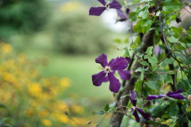 Bahçede mor klematis