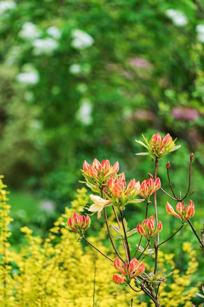 Frühlingsgarten Mit Saisonpflanzen — Stockfoto