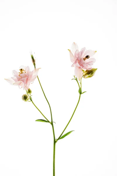 Aquilegia Blume Auf Weißem Hintergrund — Stockfoto