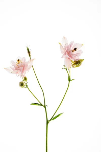 Flor Aquilegia Sobre Fondo Blanco — Foto de Stock