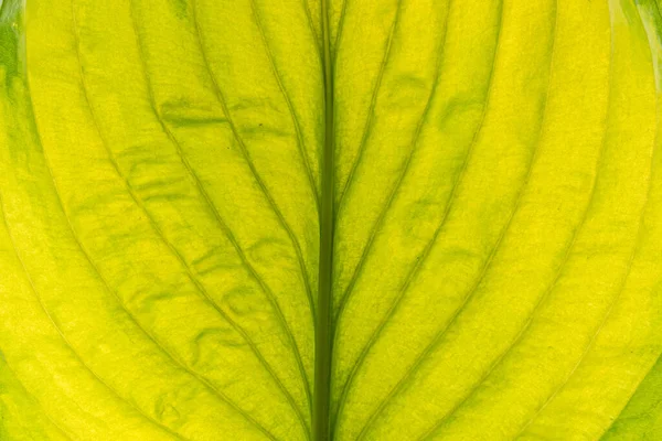 Groen Blad Geïsoleerd Het Witte — Stockfoto