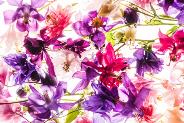 Aquilegia Fiori Sullo Sfondo Bianco — Foto Stock