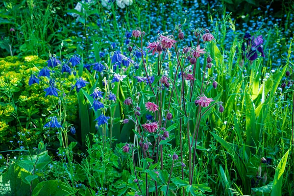 Spring Garden Season Flowers — Stockfoto