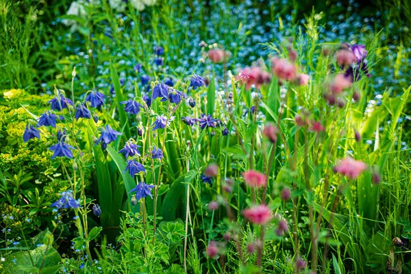 Spring Garden Season Flowers — Stock fotografie
