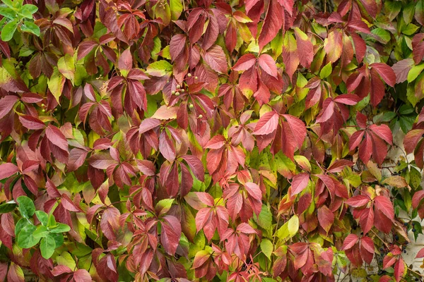 Wild Grapes Garden — Stock Photo, Image