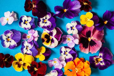 Mavi arka planda güzel çiçekler