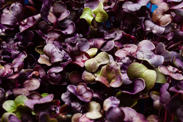 Jeune Radis Violet Fond Plante — Photo