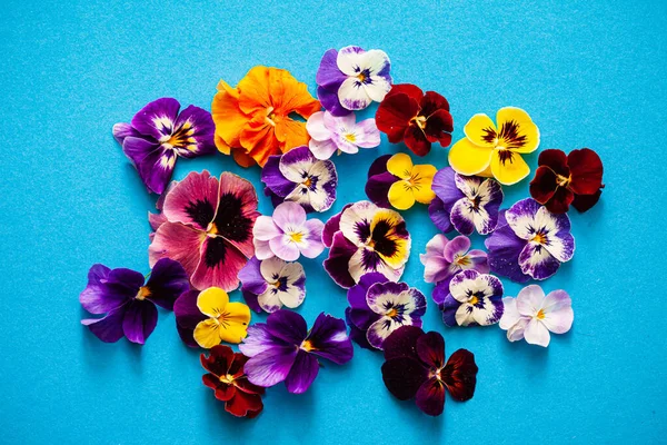 Vackra Blommor Den Blå Bakgrunden — Stockfoto