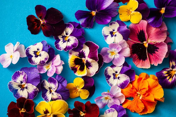 Hermosas Flores Sobre Fondo Azul —  Fotos de Stock