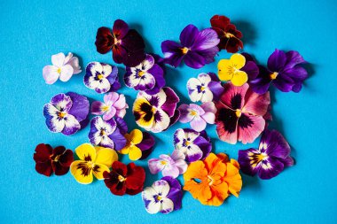 Mavi arka planda güzel çiçekler