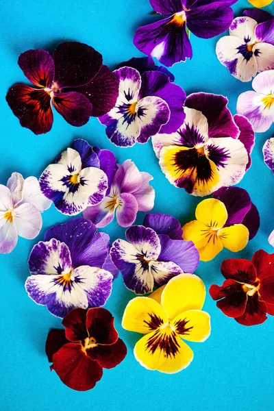 Όμορφα Λουλούδια Στο Μπλε Φόντο — Φωτογραφία Αρχείου